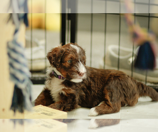 Medium Photo #16 Bernedoodle Puppy For Sale in ELDRIDGE, IA, USA