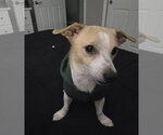 Small #1 Chihuahua Mix