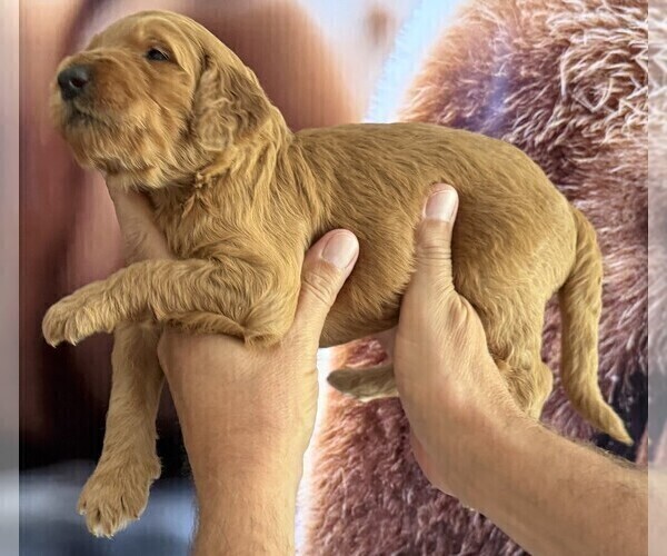 Medium Photo #23 Goldendoodle Puppy For Sale in FOUNTAIN VALLEY, CA, USA