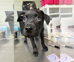 HAPPY - Male Mutt Dog for Adoption - Small photo