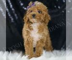 Puppy Jemma AKC Poodle (Miniature)