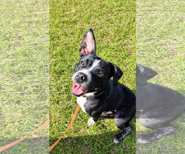 Medium Photo #3 Boston Terrier-Unknown Mix Puppy For Sale in  Gainesville, FL, USA