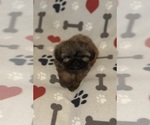 Small #4 Shih Tzu