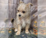Small #7 Chorkie-Yorkshire Terrier Mix