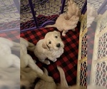 Small Photo #4 Goldendoodle Puppy For Sale in MARION, SC, USA