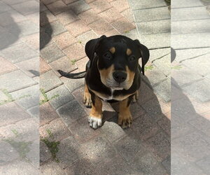 Scout - Female Rottweiler Dog for Adoption - Photo #2