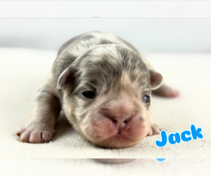 French Bulldog Puppy for sale in GRAYSLAKE, IL, USA