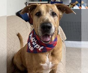 Bullmastiff Dogs for adoption in Palmetto, FL, USA