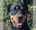 Small Rottweiler
