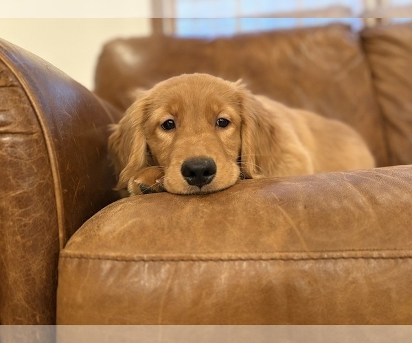 Medium Photo #4 Golden Retriever Puppy For Sale in EAST HAMPTON, CT, USA
