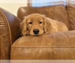 Small #3 Golden Retriever