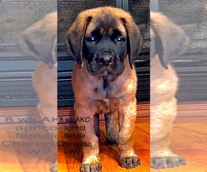 American Mastiff Puppy for sale in WEST HAMLIN, WV, USA