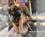 Puppy Puppy 9 Belgian Malinois-Boerboel Mix