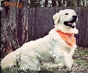 Father of the English Cream Golden Retriever puppies born on 05/01/2026
