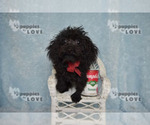 Small #11 Poodle (Toy)