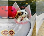 Small Photo #1 Shih Tzu Puppy For Sale in ATHENS, GA, USA