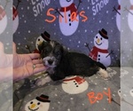 Small Photo #16 Chizer Puppy For Sale in MONTEZUMA, GA, USA