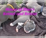 Small #15 American Pit Bull Terrier