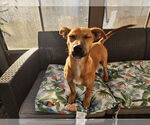 Small #1 Dachshund Mix