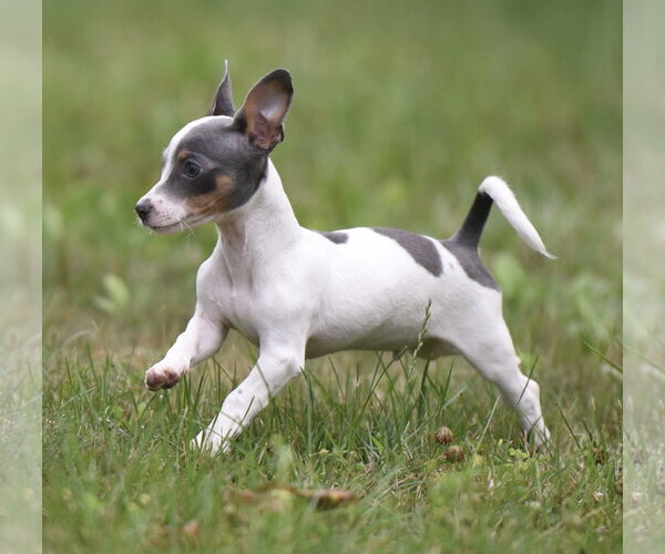 Medium Photo #2 Chihuahua Puppy For Sale in Mechanicsburg, PA, USA