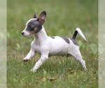 Small #1 Chihuahua