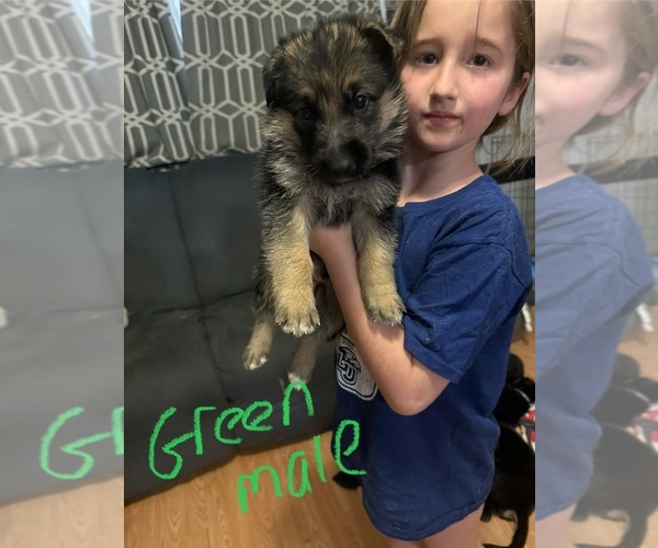 Medium Photo #1 German Shepherd Dog Puppy For Sale in RUSTBURG, VA, USA
