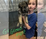 Puppy Green German Shepherd Dog