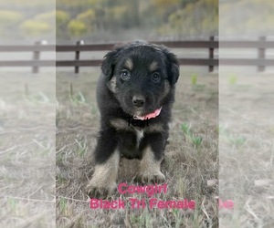 Medium Australian Shepherd