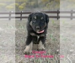 Puppy Cowgirl Australian Shepherd