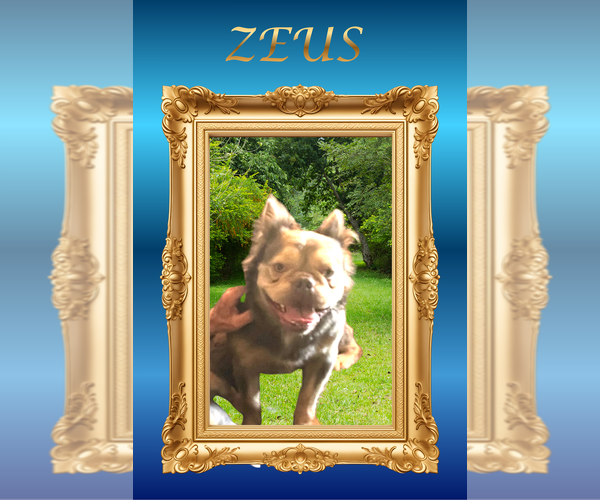 Medium Photo #1 French Bulldog Puppy For Sale in Luton, Bedfordshire (England), United Kingdom