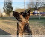 Small #6 German Shepherd Dog