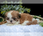 Small Photo #24 Shih Tzu Puppy For Sale in CLARE, MI, USA