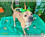 Small Photo #3 Staffordshire Bull Terrier Puppy For Sale in West Palm Beach, FL, USA