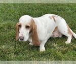 Small #1 Basset Hound
