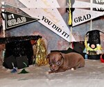 Small #2 Chihuahua