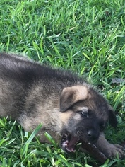 German Shepherd Dog Puppy for sale in ODESSA, TX, USA