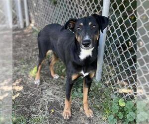 Doberman Pinscher-Unknown Mix Dogs for adoption in Modesto, CA, USA