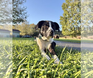 Jax - Female Boxer-Unknown Mix Dog for Adoption - Photo #2