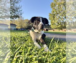 Small Photo #2 Boxer-Unknown Mix Puppy For Sale in Springdale, PA, USA