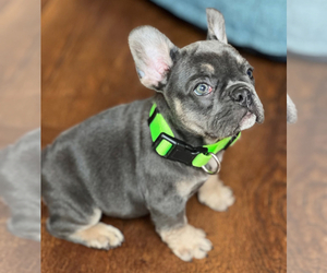 French Bulldog Dogs for adoption in MURFREESBORO, TN, USA