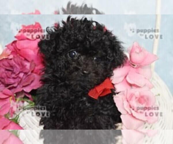 Medium Photo #9 Poodle (Toy) Puppy For Sale in SANGER, TX, USA