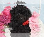 Small #8 Poodle (Toy)