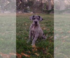 Great Dane Puppy for sale in MARBLE FALLS, TX, USA