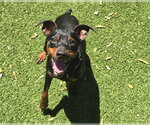 Small Miniature Pinscher