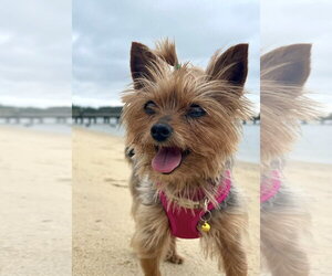 Mutt Dogs for adoption in Arlington, VA, USA