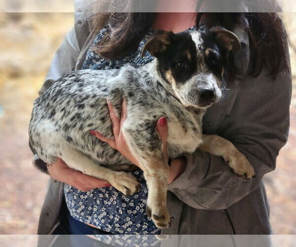 Medium Photo #2 Mutt Puppy For Sale in Paso Robles, CA, USA