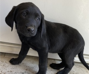 Labrador Retriever Puppy for Sale in COLORADO SPRINGS, Colorado USA