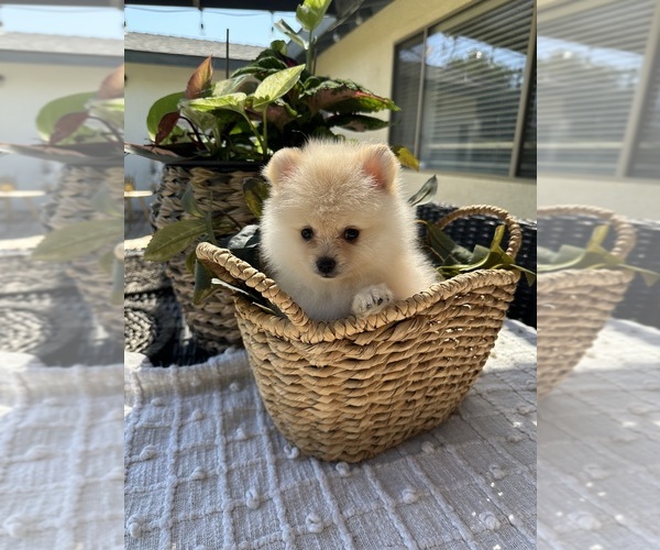 Medium Photo #11 Pomeranian Puppy For Sale in BAKERSFIELD, CA, USA