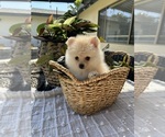 Small #10 Pomeranian