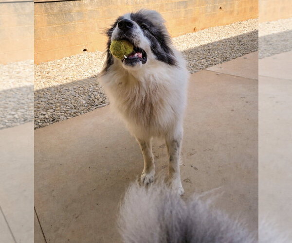 Medium Photo #5 Great Pyrenees-Unknown Mix Puppy For Sale in Thomasville, NC, USA
